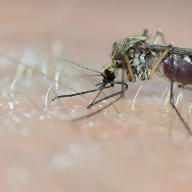 Como prevenir a dengue e outras arboviroses