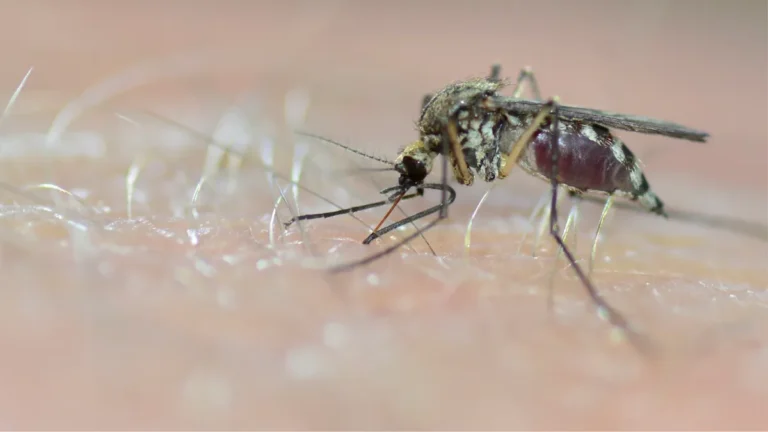 Como Prevenir a Dengue e Outras Arboviroses