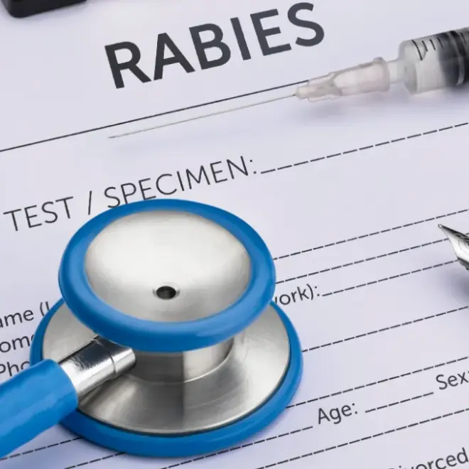 Rabies vírus: o que é, sintomas, prevenção e tratamento