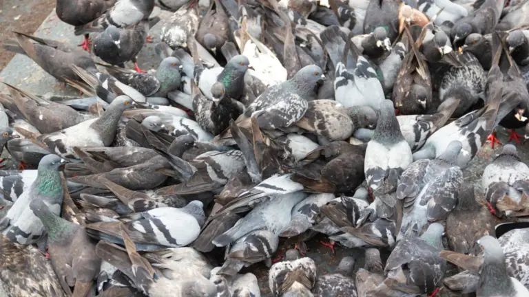 Gripe Aviária: Entenda a doença que assola os Estados Unidos