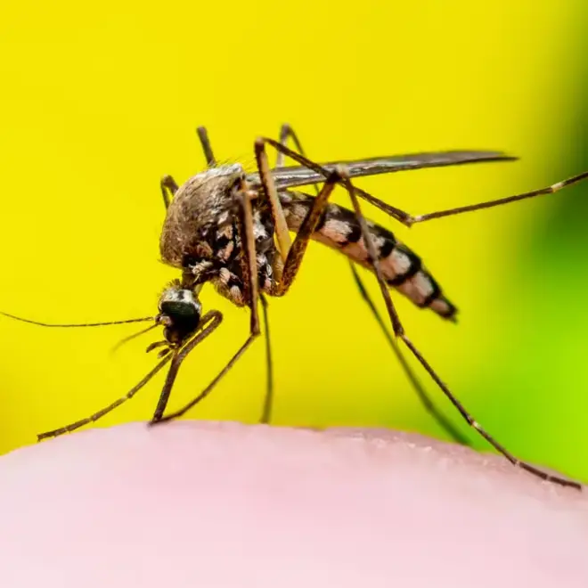 Leishmaniose: saiba como essa doença afeta e como se prevenir