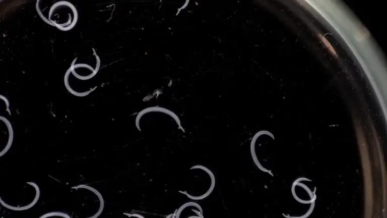 Entendendo a Esquistossomose: os vermes mais comuns de se contrair