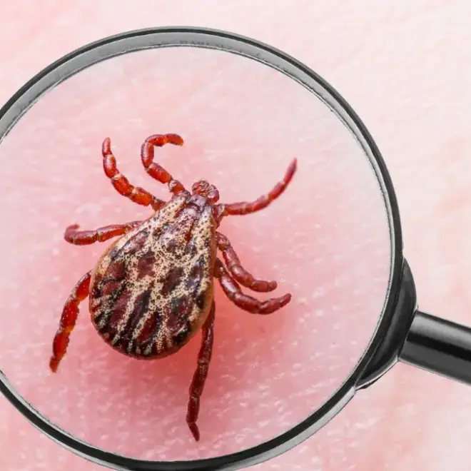 Doença de Lyme: Conheça essa doença do carrapato
