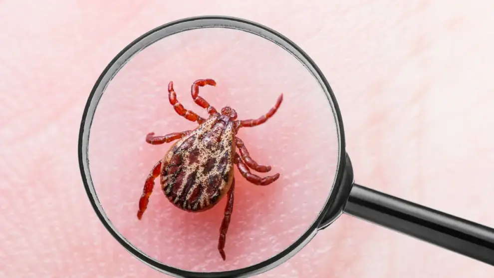 Doença de Lyme: Conheça essa doença do carrapato